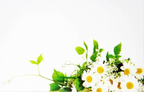 Picture of Florist Cards Small Daisy x 50pcs